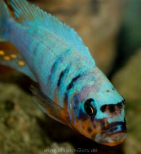 Metriaclima fainzilberi 'Makonde'